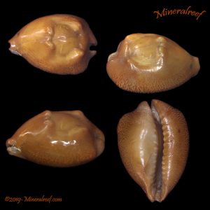 Barycypraea caputviperae (Martin, 1899)